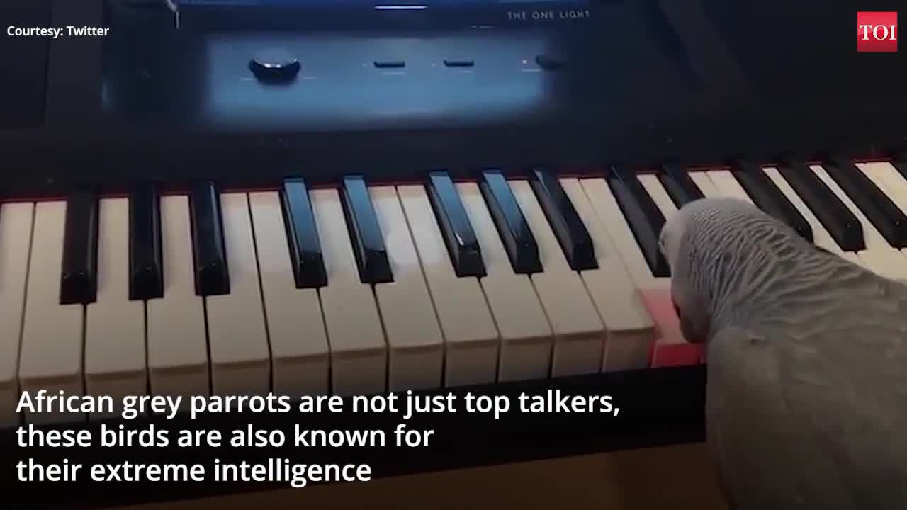 Parrot plays tune on piano