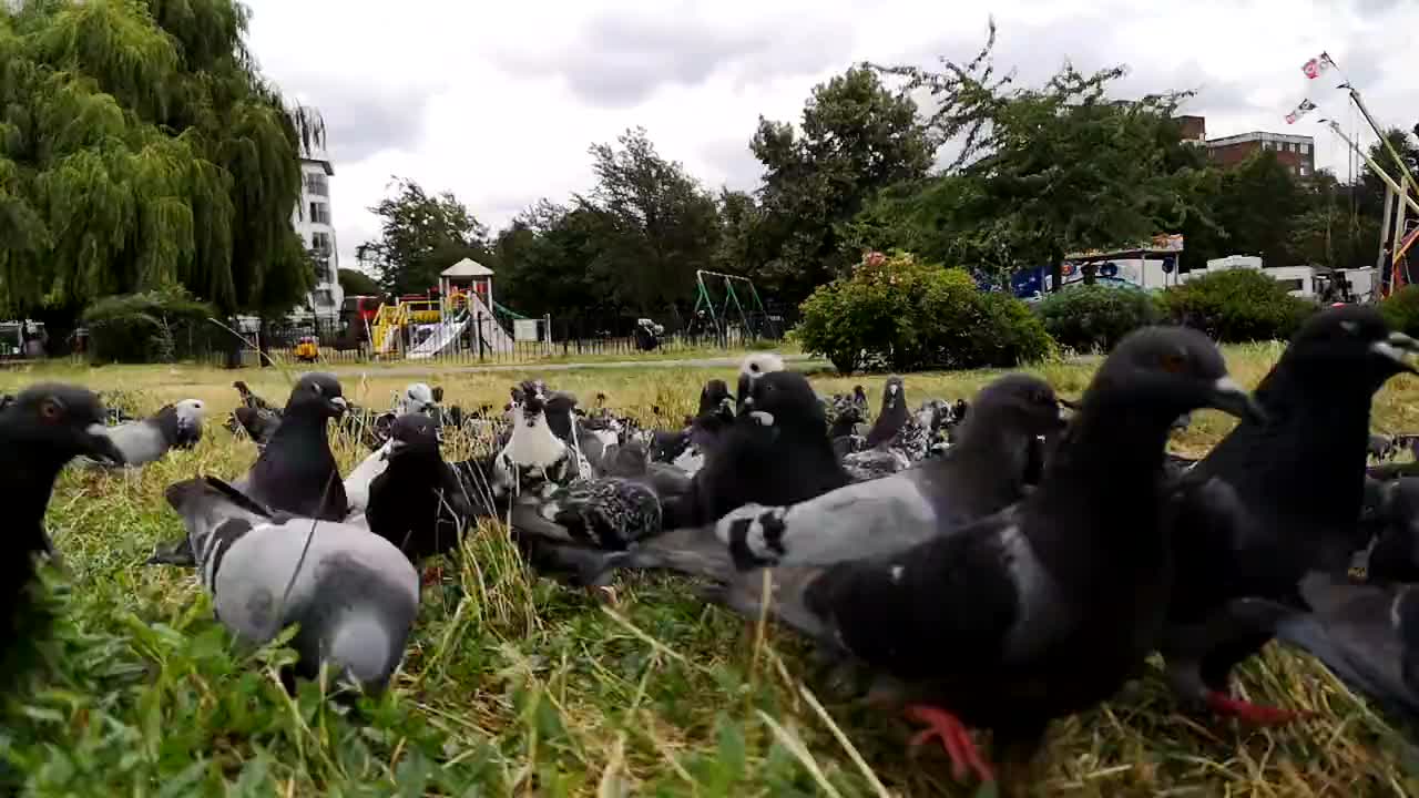 Time Lapse Footage Of Pigeons Feeding On A Grassy Area Of A Park