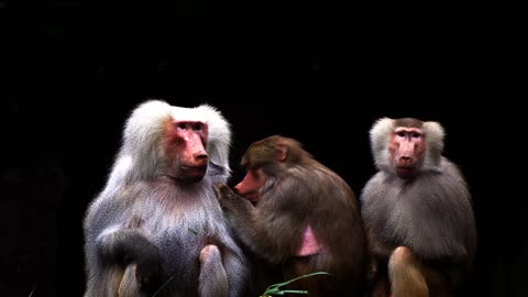 Baboon 🐒Monkeys