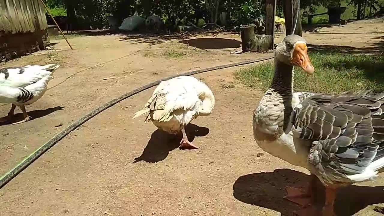 Três gansos reunidos
