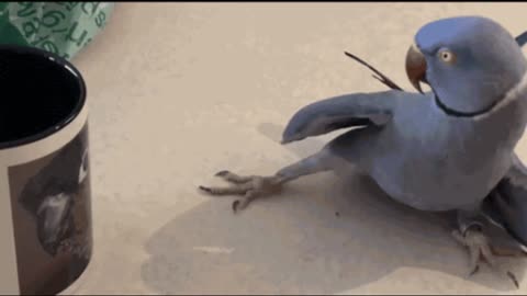 Gif video of parrot amazed by its photo