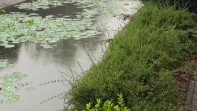 There are a lot of lotus leaves in the small pond, but it's raining