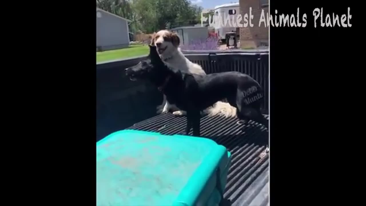 Best funny animals dogs and cats funniest videosπππ€£πππ
π