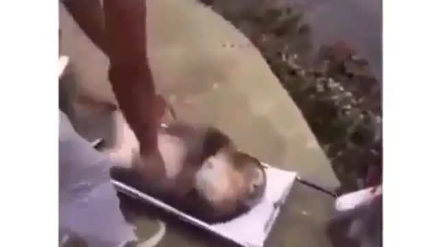Monkey