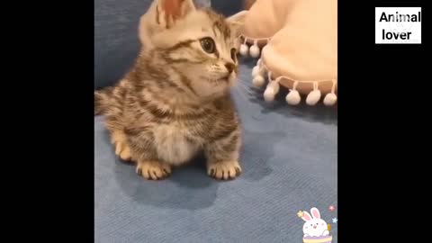 Cute cats video 😘😘