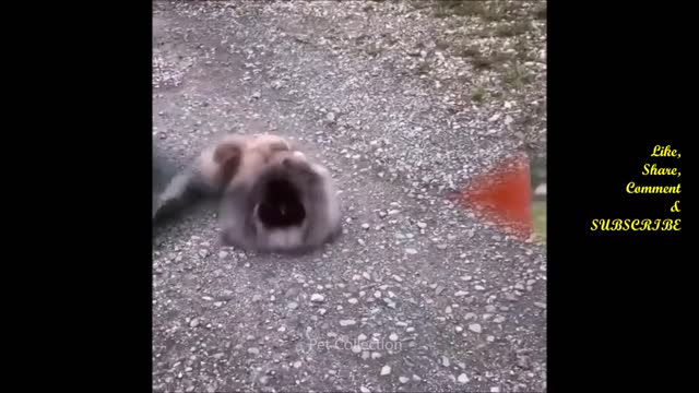 Cute And Funny Pet Videos Compilation 9 - Funny Dog Videos - Baby Dogs 6