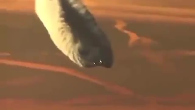 UFO's are here