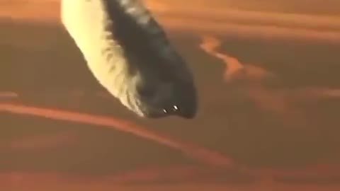 UFO's are here