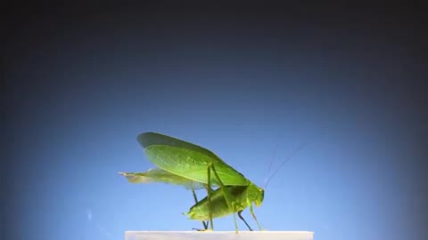 Bugs fly in slow motion