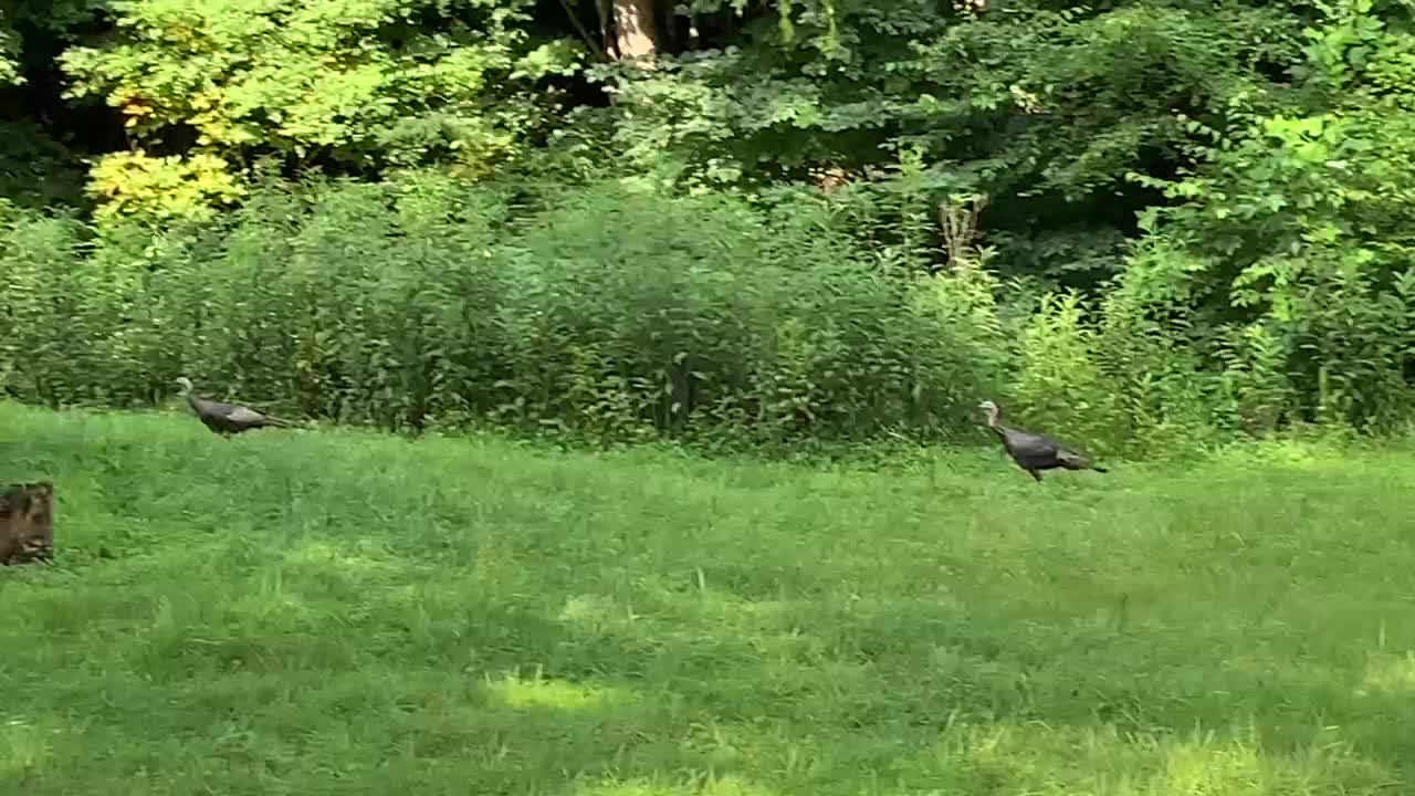 🦃 Turkey crossing NW NC Appalachia 🇺🇸 Don’t forget to vote today in Arizona 🇺🇸 #MAGA