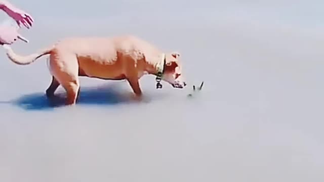 #Dog funny video