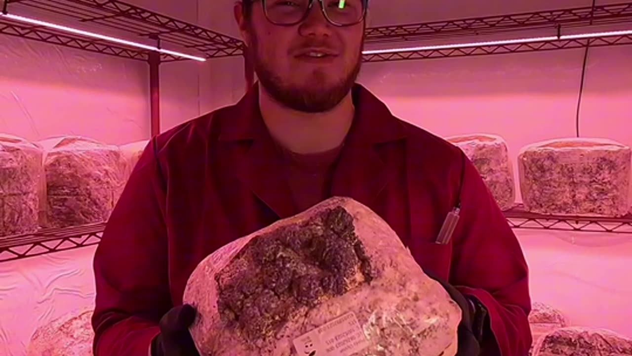 Arryl Austin Webster, the Mushroom guy