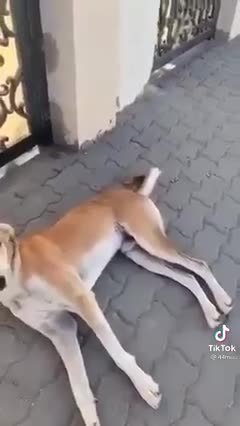 The child says he is not afraid of the dog, but watch what the dog did to him