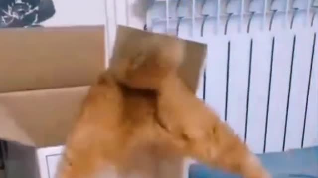 Cute and Funny Cat Videos Compilation - PART 80