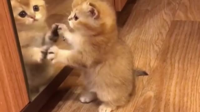 Kitten playing with its own shadow in front of the mirror is so funny