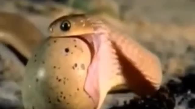 Snake Eating her eggs