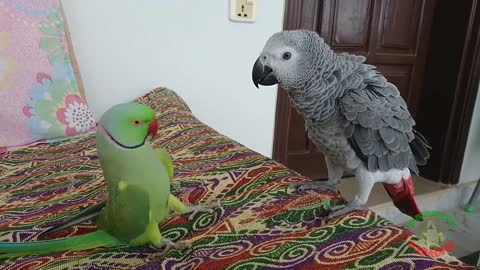 Parrots being Friends.