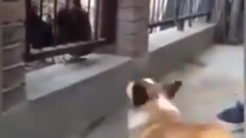 # funny animal video))) 2022