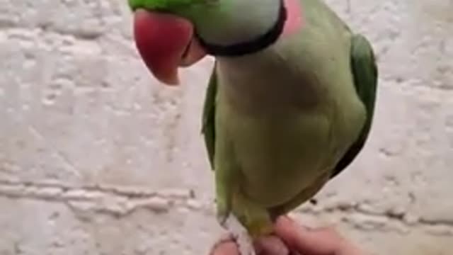 Parrot love