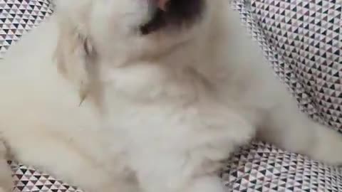 Baby Golden Retriever's Tug Play