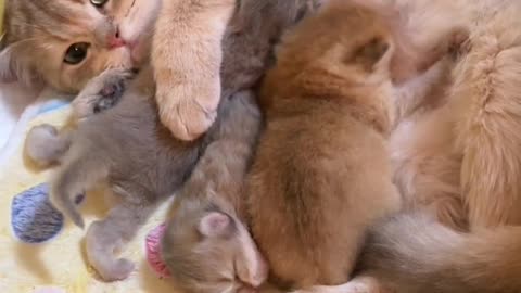 Lovely cats