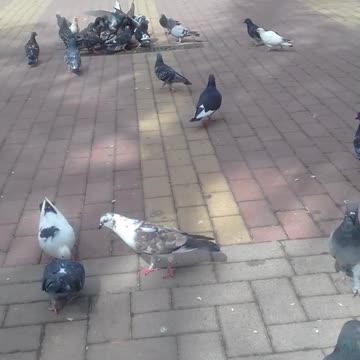 alimentando os pombos na praça pt6