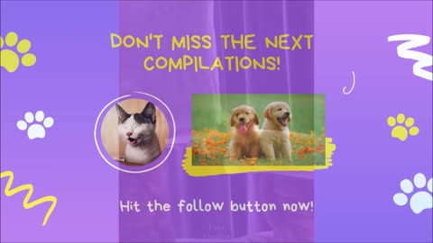 😹 😻 Cute and Funny Cat Video