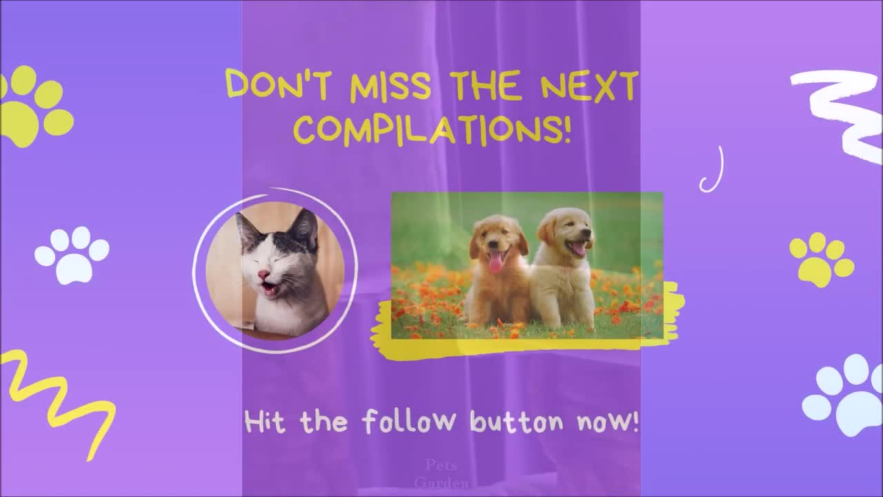 😹 😻 Cute and Funny Cat Video