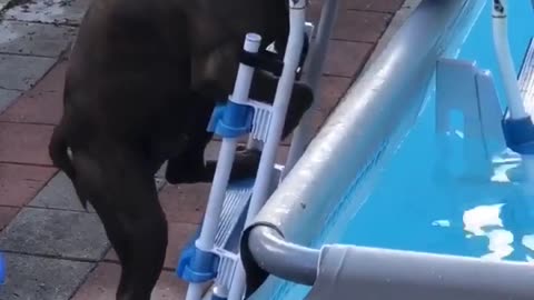 Max Climbs Pool Ladder for a Dip