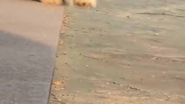 Most jumbled dog you will see today