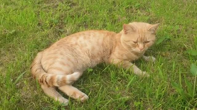 A Lazy Cat on the ground