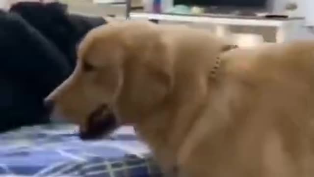 smart dog