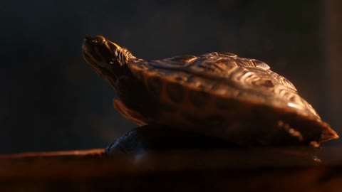 A turtle enjoys heating under a UV light at night