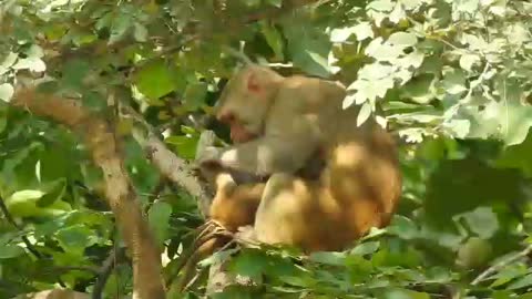 Funny monkey are playing