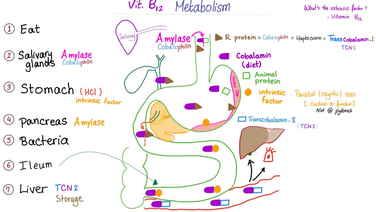 Intrinsic Factor Antibody Test | Labs 🥼 | Pernicious Anemia | Vitamin B12 Deficiency 😱