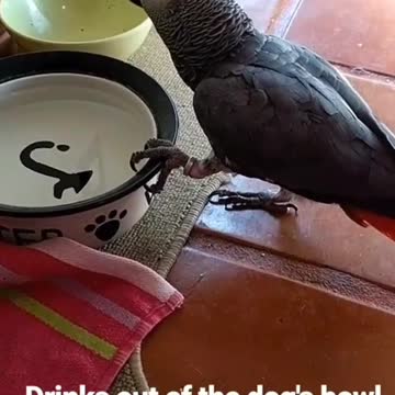 Garfield the Parrot Thinks He's a Dog