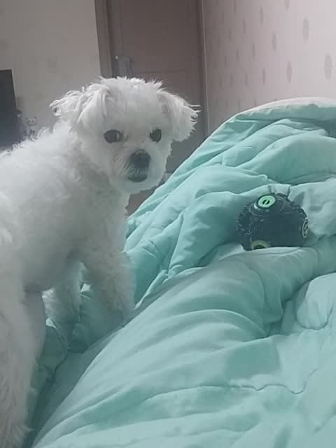 Puppy trying to get a snack out of a ball of snacks