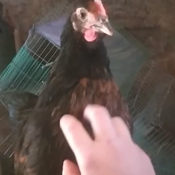 Adorable little baby chicks and their mother 😍🐥