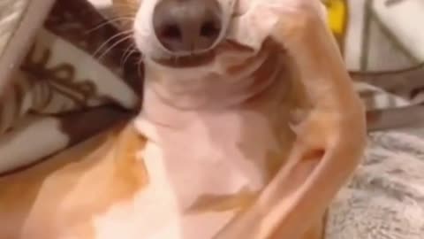 Try not to laugh 😂Part II
