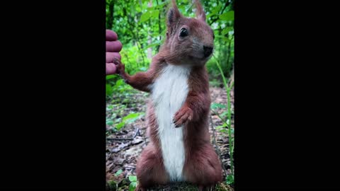 Fed a wild Squirrel some peanuts