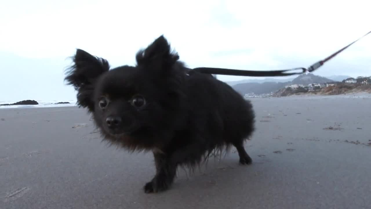 Two Tiny Beach Dogs At The Coast