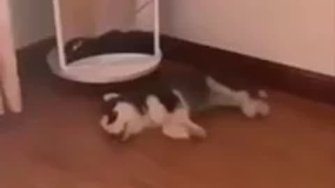 Cute puppies doing funny things will in sleeping dancing 😂🐶