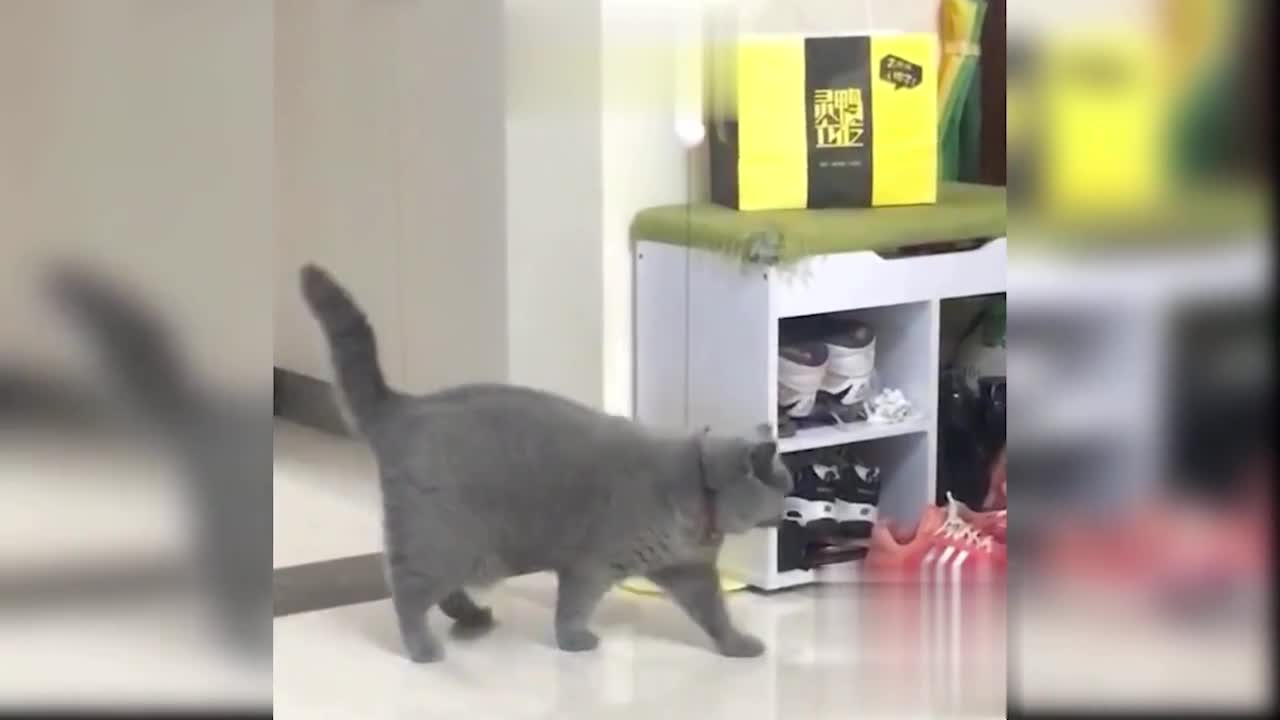 Cat finding his toys