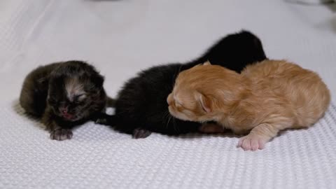 Cute little kittens on a white blanket