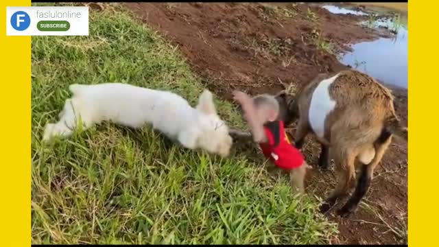 Cute Monkey play with Dog | 🐵 🐒 🐕