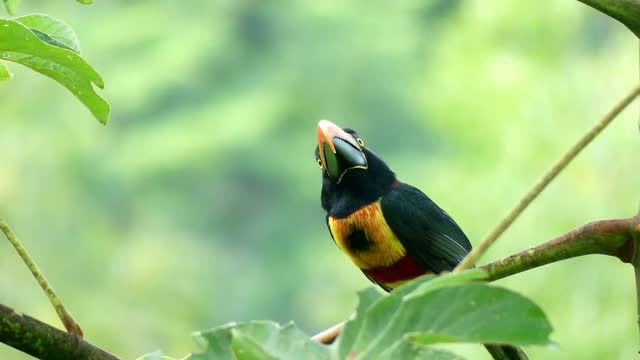 cute toucan