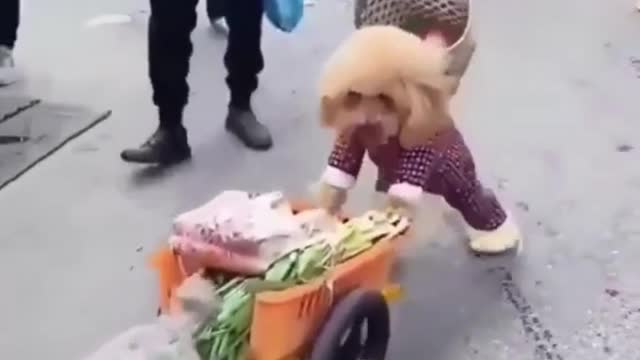 Funny REACTION #13 - Little puppies working together to make their owner happy