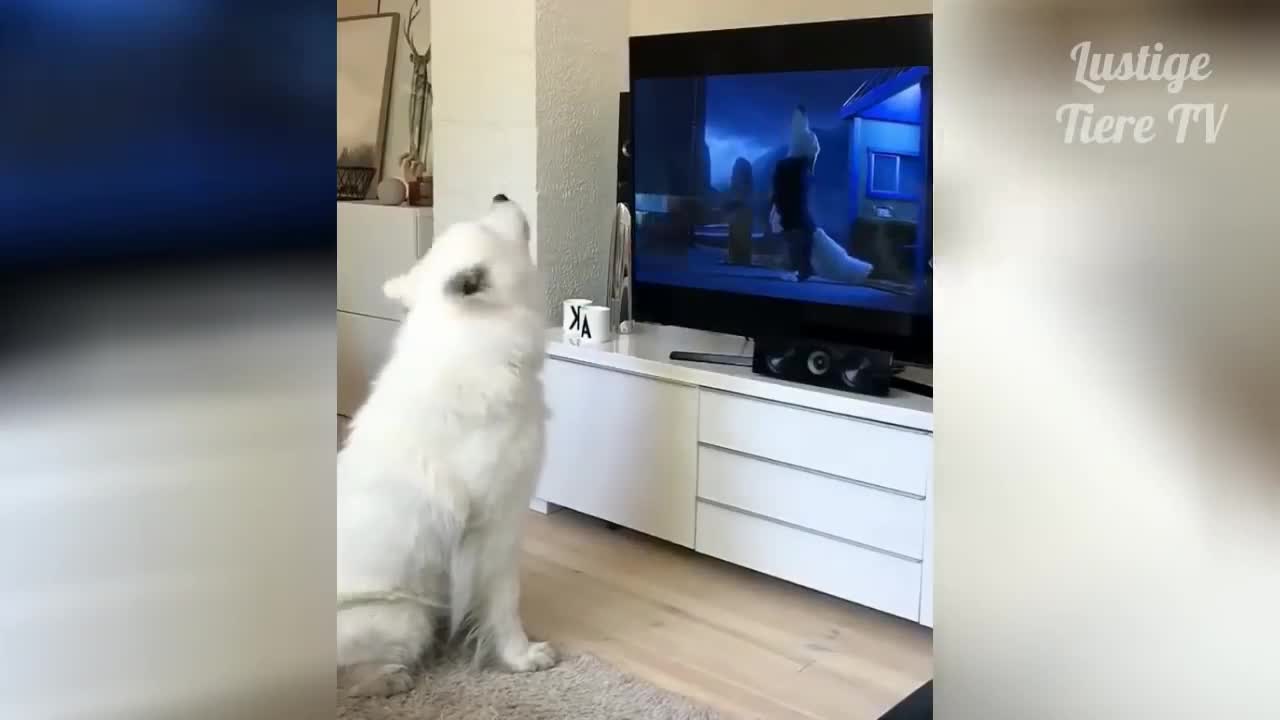 WATCH RIGHT MEOW! #3 Cute and fun pets...