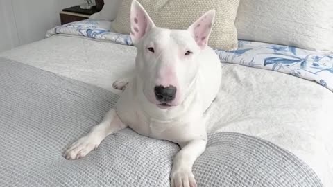 Making the bed with a Bull terrier