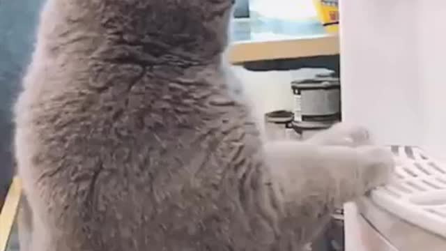 Funny cats dogs